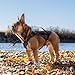 Peak by Ray Allen Quandary Harness, Small and Medium Breed Dog Harness, Adventure Dog Harness, Puppy Hiking Harness, Lightweight Salute Nylon, Water-Resistant (Black, Small)