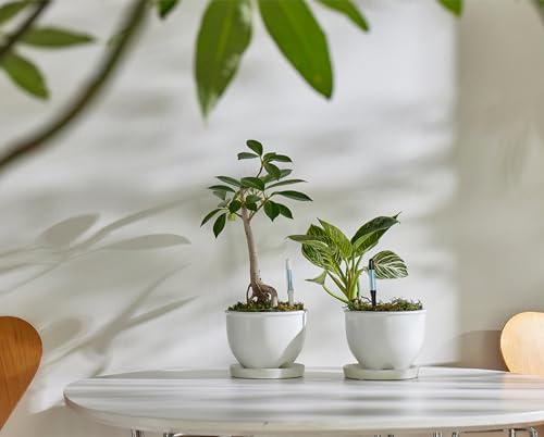 SUSTEE Gießanzeiger (2er-Set) - SAGT Ihnen Wann zu Gießen - Funktioniert für alle Pflanzen und Böden - Einfach, Batteriefrei - Hergestellt in Japan (Schwarz, Mittel)