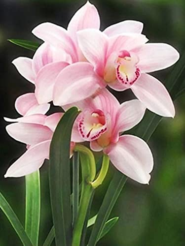 Kit broderie au diamant orchidée 30x40cm, un cadeau amusant et créatif