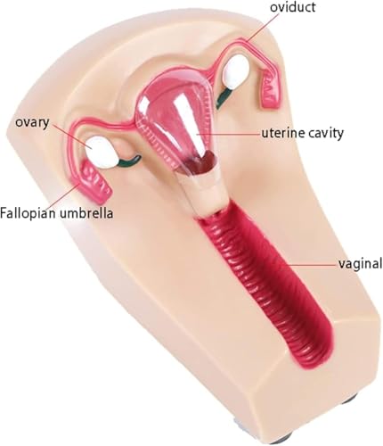 Modèle d'anatomie utérine translucide de contraception pour formation médicale