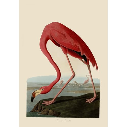 Affiche flamant rose américain Audubon grand format 101x127 cm déco mur