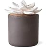 Amazon.com: Edens Garden Charcoal Ceramic Bloom Diffuser Handmade Wick ...