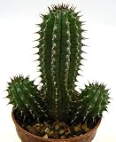 Portal Cool Hoodia Gordonii Pot 5,5cm RIF 164 No Kakteen Adromischus Copiapoa Aztekium