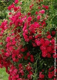Bodendeckerrose Rosa the Fairy, Rot, Winterhart, 40 cm Höhe, für Garten und Außenbereich