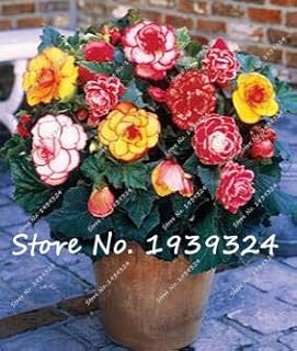 100 Unids/Bolsa Begonia Semillas Bonsai Semillas De Flores BalcÓN Patio Coleus Semillas Begonia Plantas En Maceta para El Hogar JardÍN