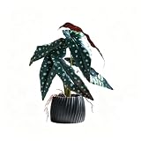 Artificial 6-Head Spotted Begonia Green Plant with Black Ceramic Pot