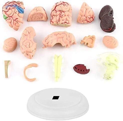 Model anatomiczny człowieka ludzki mózg anatomiczny model pomoce dydaktyczne model anatomiczny organy nauka edukacja edukacja 1 szt