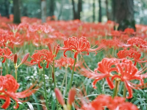 [Vnuhgzs] Lirios resistentes a la sequía - Decoración de jardín de bajo mantenimiento - Crea un mar de lirios araña rojos-2 bulbos-C