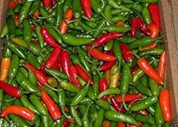 Malagueta Pepper Seeds,PEPPERS OF BRAZIL,Portugal, and Mozambiqu 50 Seeds