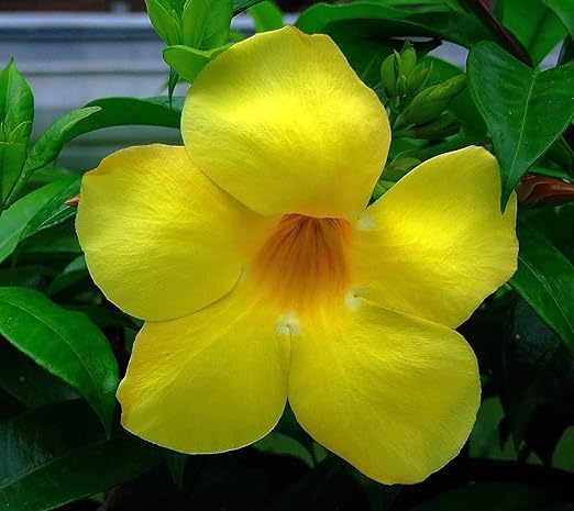 Greenursery Allamanda Live Flower Plant Healthy Natural with Plastic Pot. (Allamanda Flower Plant, Yellow) (B0CRH89CT1) Amazon Price History, Amazon Price Tracker