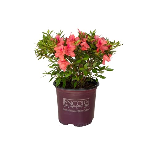 Encore Azalea Autumn Coral (1 Gallon) Coral Pink Flowering Shrub - Full Sun Live Outdoor Plant