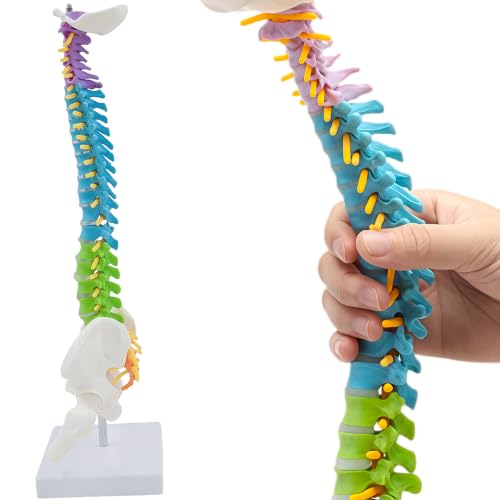 Image of Mini Flexible Human Spine Model with Pelvis and Nerve Roots,13.8 inch Vertebral Column Model for Instruction Teaching, Patient Demonstration, Education(Multicolour)