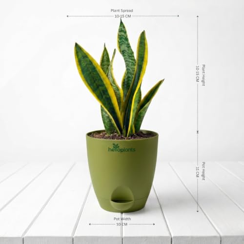 Image of Black Raven ZZ, Jade Plant & Snake Plant Live Indoor 3-Plant Combo in 4-Inch Self-Watering Matte Green Pots | Hard-to-Kill, Low-Maintenance Houseplants for Home, Office & Bedroom Decor