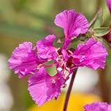 Elegant Clarkia Seed - Clarkia elegans, Non-GMO, 25 Seeds, Gorgeous Annual Flowers for Gardens & Borders. Renowned for its Refined, Cup-Shaped Flowers