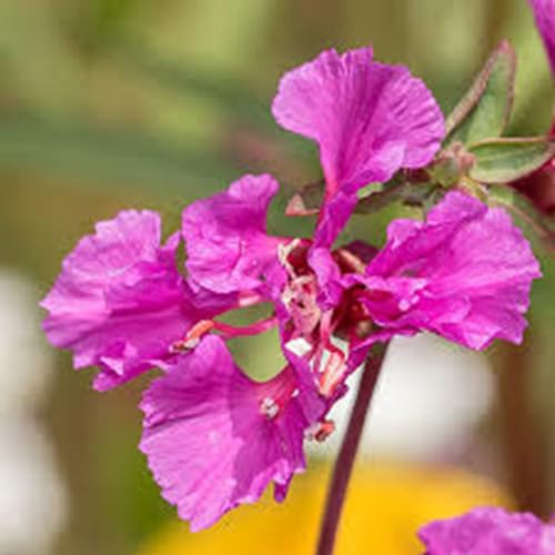 Elegant Clarkia Seed - Clarkia elegans, Non-GMO, 100 Seeds, Gorgeous Annual Flowers for Gardens & Borders. Renowned for its Refined, Cup-Shaped Flowers