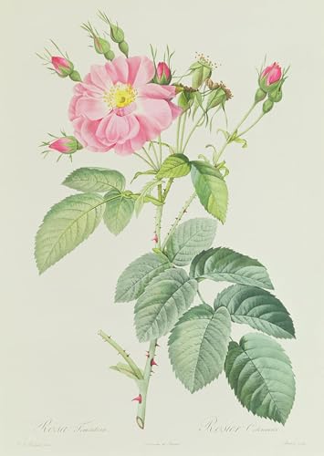 Tableau toile Rosa Gallica pour habiller un grand mur vide avec élégance
