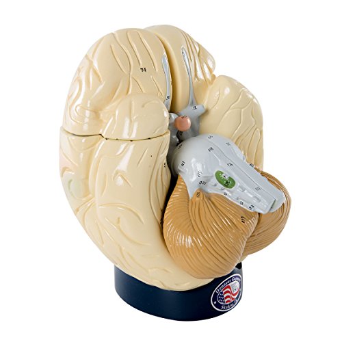 Image of W42570 Giant 4-Part Brain, Grade: 1 to 12, 7 inch Height, 5 inch Wide, 8 inch Length