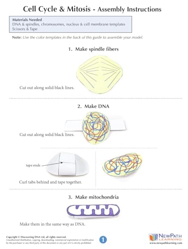 Image of NewPath Cell Cycle & Mitosis 3-D Paper Model Making Kit - Individual Student Edition (24-7742)