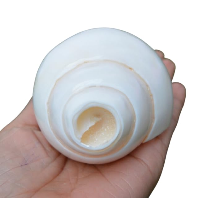 Shankh Pooja Blowing Conch Shell White Sound Conch Shell Sound Positive Energy For Relax and Positivities| 5 Inch (White) Decorative, Poojan Shankh Sacred Shell Navratri Diwali Pooja