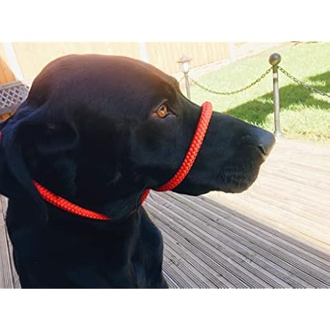 All-in-One Headcollar for Dogs (Red) Cover