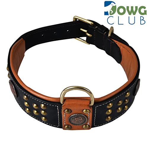 Dowgclub Genuine Leather ‘Cupola’ Series Dog Collar | Celtic Conchos & Gold Dome Rivets | Soft, Cushion Padding, Handmade | Best For Medium, Large, Xl Breeds (Xl (Neck Size 22.5"-25.5"), Sable Black) #TOP1