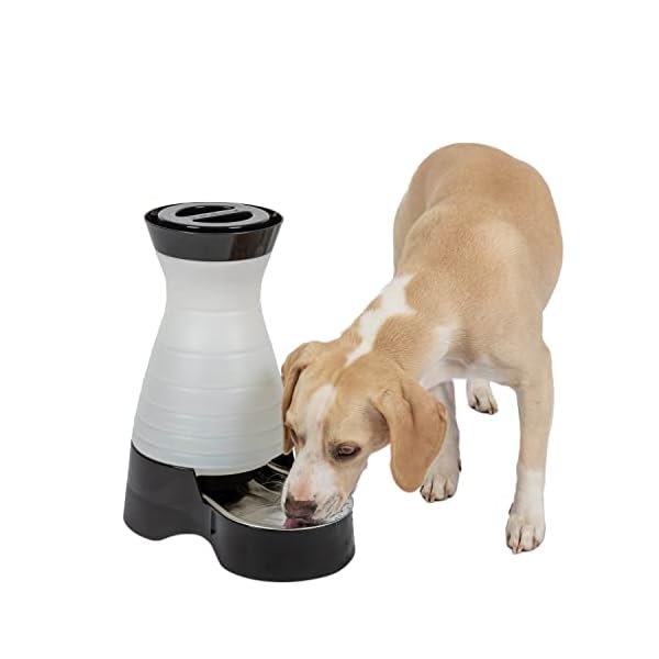 Dog Water Fountain
