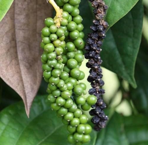 Black Pepper Essential Oil, Organic, Pure, Natural, 5 mL image 5