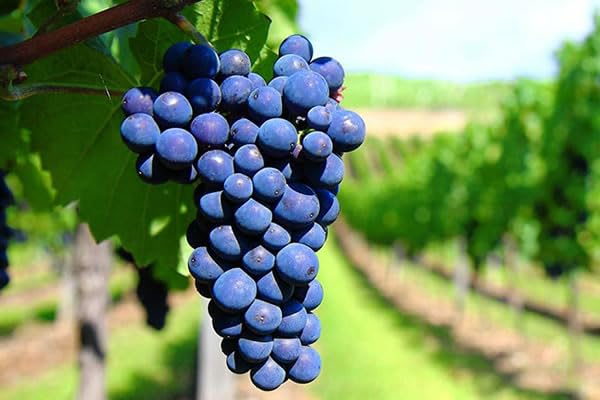 25 Barbatelle di uva da Vino, Piante innestate di I scelta, Piante certificate. Barbatelle di vite. (Sangiovese (Nero))