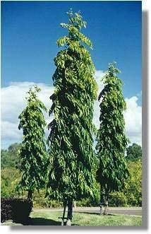 EdensField Dwarf Rare Hybrid Ashoka Tree Plant (Saraca Asoca) Ornamental Shrub Tree Plant (1 Healthy Live Plant) New (B09LH2BWHH) Amazon Price History, Amazon Price Tracker
