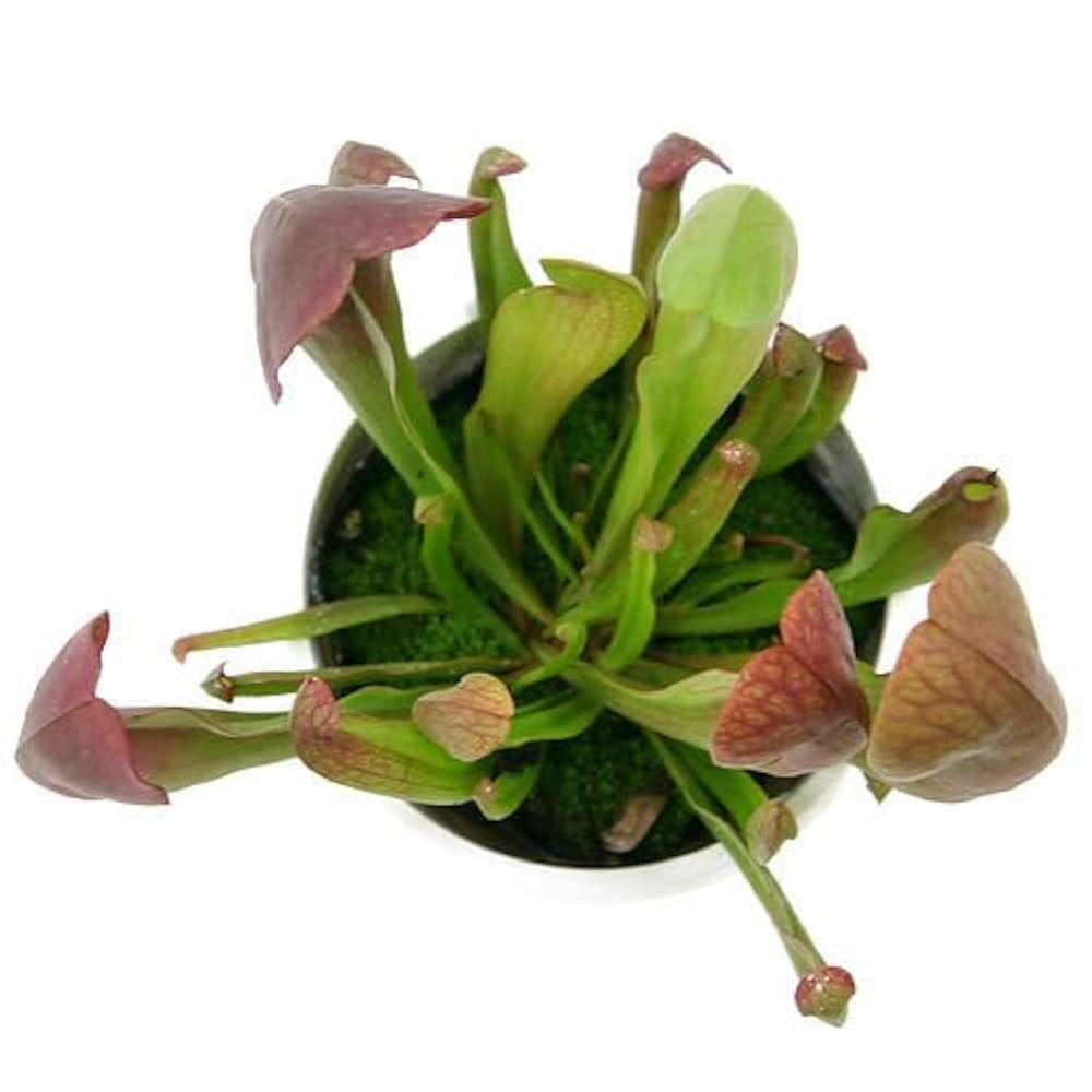 Amazon｜【charm】（食虫植物）サラセニア スワニアナ（3ポット