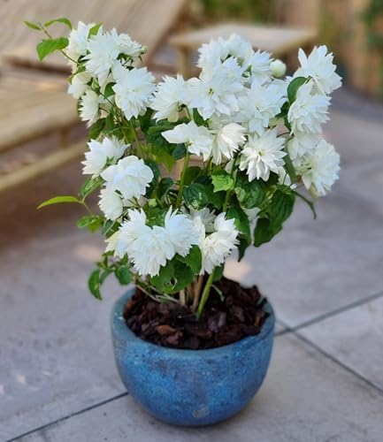 Duftender Jasmin Winterhart