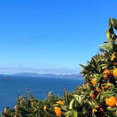 代々橙みかん3kg(家庭用・サイズ混合)(A83-33)