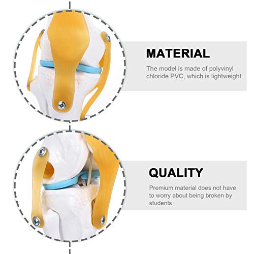 Modelo Comum Auxiliar De Ensino Da Articulação Do Joelho Humano Modelo Anatômico Modelo De Anatomia