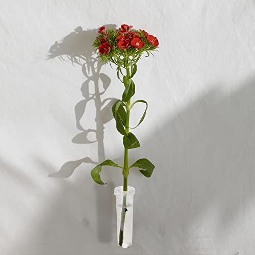 AIEX 6 Pezzi Tubi per Fiori con Coperchio