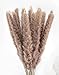 Produktbild Boholife® Pampasgras getrocknet - EIN BLICKFÄNGER in deiner Wohnung - Trockenblumen, Boho deko, Deko Badezimmer & Deko Wohnzimmer