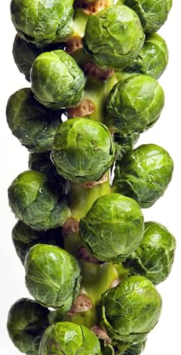 500 Brussel Sprout Seeds for Planting &ndash; Catskill (Heirloom, Non-GMO) &ndash; USA Grown Vegetable Seeds