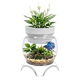 Kcgani 1 Gallon PET Aquaponic Fish Tank, Fish Bowl Aquaponic Betta Fish Tank Clear Aquarium for Betta Fish Reptiles Succulents Flower Vase Betta Fish Centerpiece Present for Home Office Desktop Decors