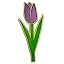 Purple Tulip