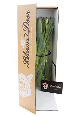 blooms2door flowers - mother39s day collection - 20 purple tulips without vasegift for birthday anniversary get well thank you valentine mothers day fresh flowers