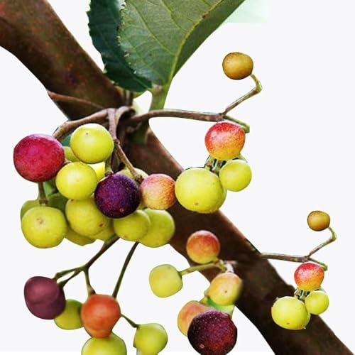 Image of BIGREEN ZENEBULLA Hybrid Healthy Falsa Fruit Plant with Pot | Live Falsa Plant for Home Garden Terrace Balcony | Fast Growing Fruit Plant for Outdoor & Indoor Gardening | Ready to Grow Sapling
