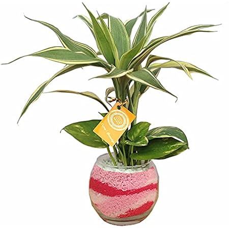 Amazon 観葉植物 ２種寄せ植え ポトス サンデリー 花器 ガラス バブルボール10cm カラーサンド ピンク 花器 インテリアボウル オンライン通販