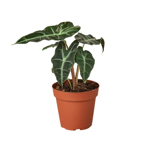 HOUSE PLANT SHOP | Alocasia 'African Mask' - 4" Pot | Live Indoor Plant | Free Care Guide