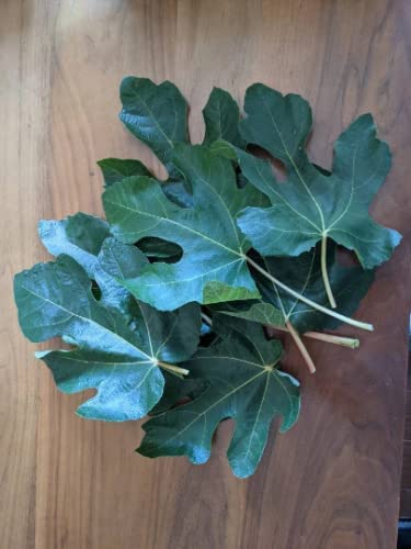 Miniatura 4 de 90 gramos (3 oz) Hojas secas de higo molido (triturado) Ficus Carica Herb Tea o Cocinar recién recogido y secado naturalmente por Tang Store en