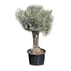 Tropictrees Bonsai Olivenbaum Winterhart...