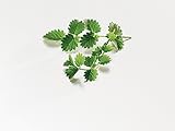 2080 mg Pimpinella Semi ~ Garden Burnet ~ Fresh Nutty Flavor ~ Salatdressing
