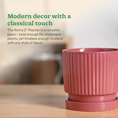 Image of UGAOO Roma Ceramic Flower Pot for Table & Desk, 5 Inch - Magenta
