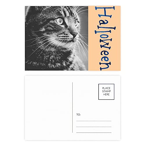 Cartes postales d'Halloween chat noir et blanc pour correspondance festive
