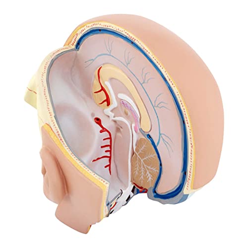 Modèle de cerveau humain amovible 4 parties pour enseignement médical - 4