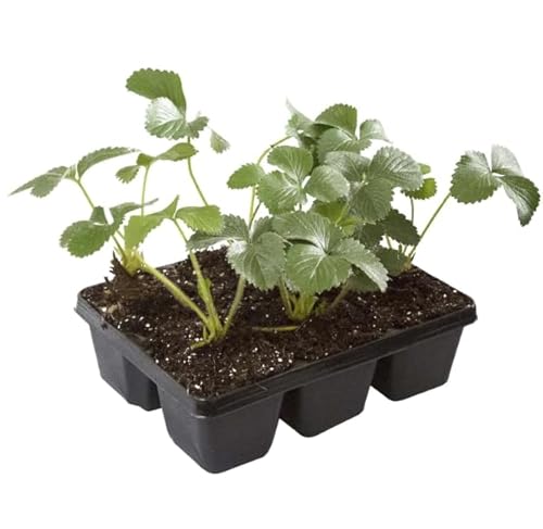 Fresera de Exterior Natural Disfruta de Fresas Frescas Directamente de tu Huerto