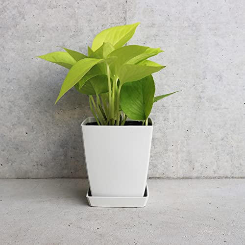 ポトス ライム 角鉢4号 1個売り【品種で選べる観葉植物・リビングやオフィス向きサイズ】学名:Epipremnum aureum ‘Lime’/サトイモ科エプピレムヌム属 非耐寒性常緑つる性多年草/原産地:ソロモン諸島/別名:黄金カズラ、オウゴンカズラ、デ